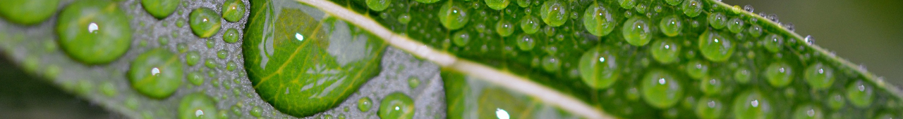Closeup of a green leaf with water droplets on it.