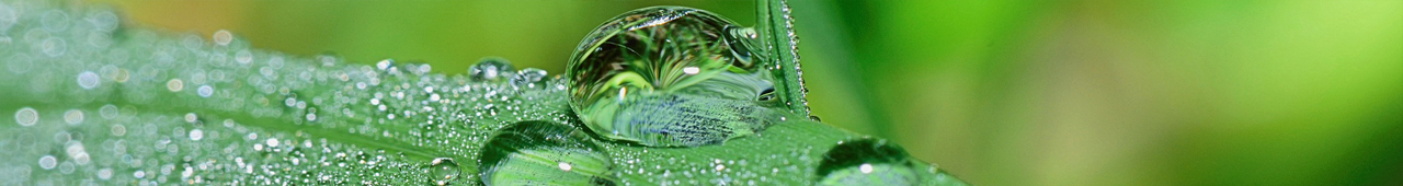 Closeup of a green leaf with water droplets on it and a tuft of grass reflected in a large drop.