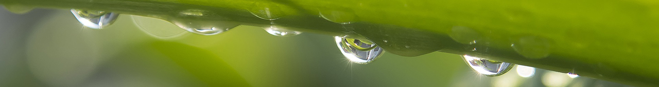 Closeup of a green leaf with water droplets hanging from it's underside.