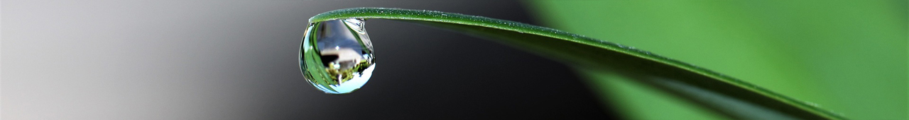 Closeup of a single water droplet dangling from the tip of a slender green leaf.