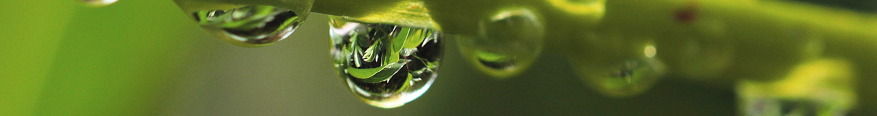 Closeup of a green leaf with water droplets hanging from it's underside with neighboring leave reflected in a large drop.