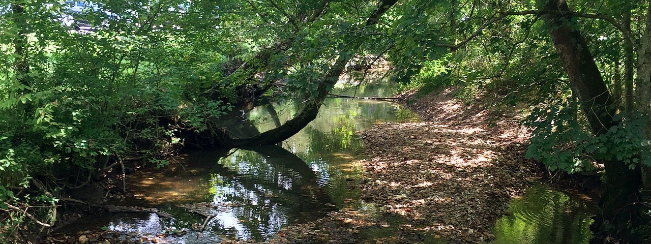 Devil's Icebox Spring Branch