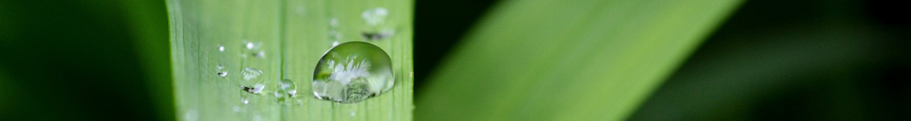 Closeup of a green leaf with water droplets on it.